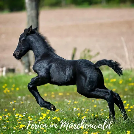 アパート Emmahus *